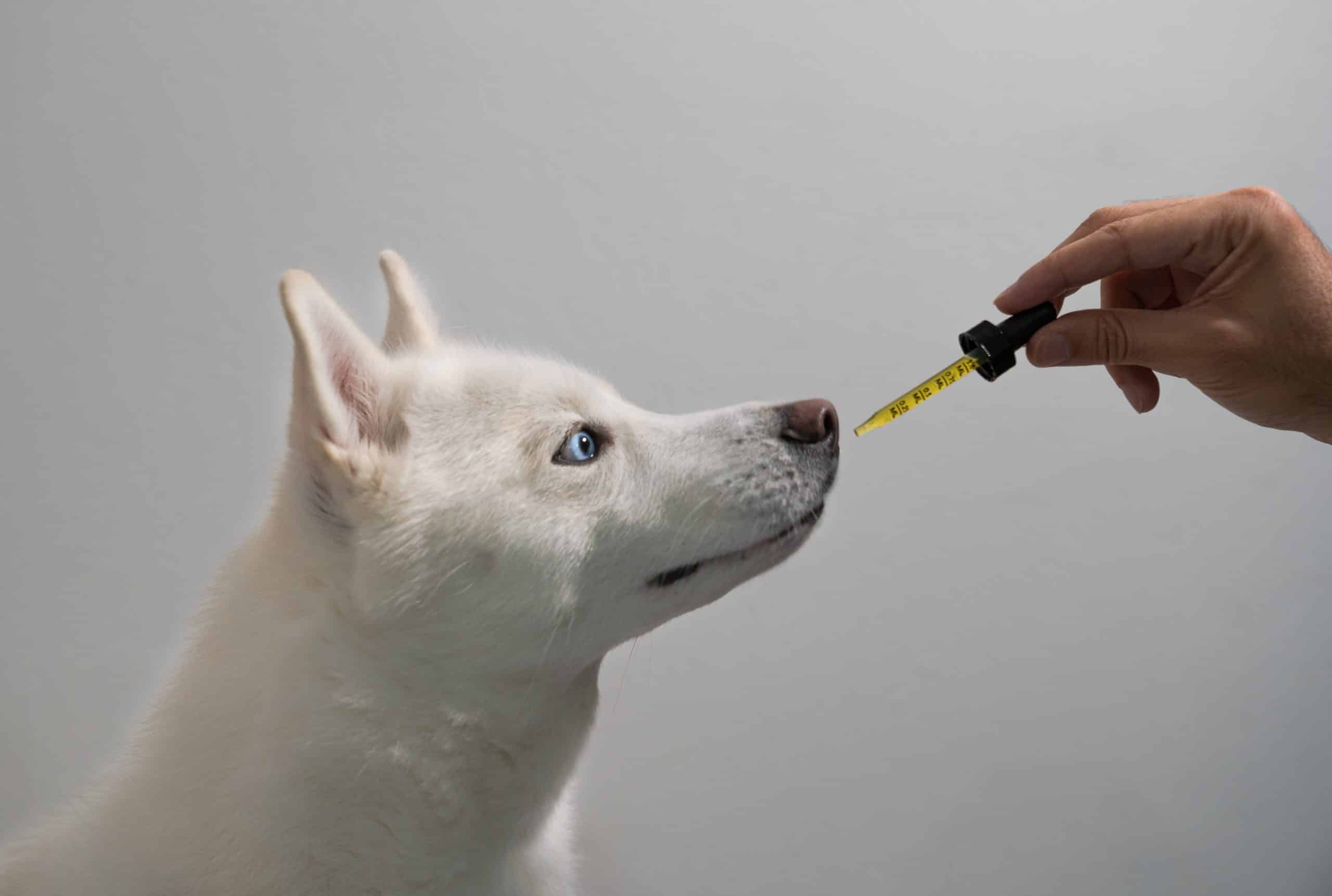 Can CBD Oil Help Dogs With Joint Discomfort?