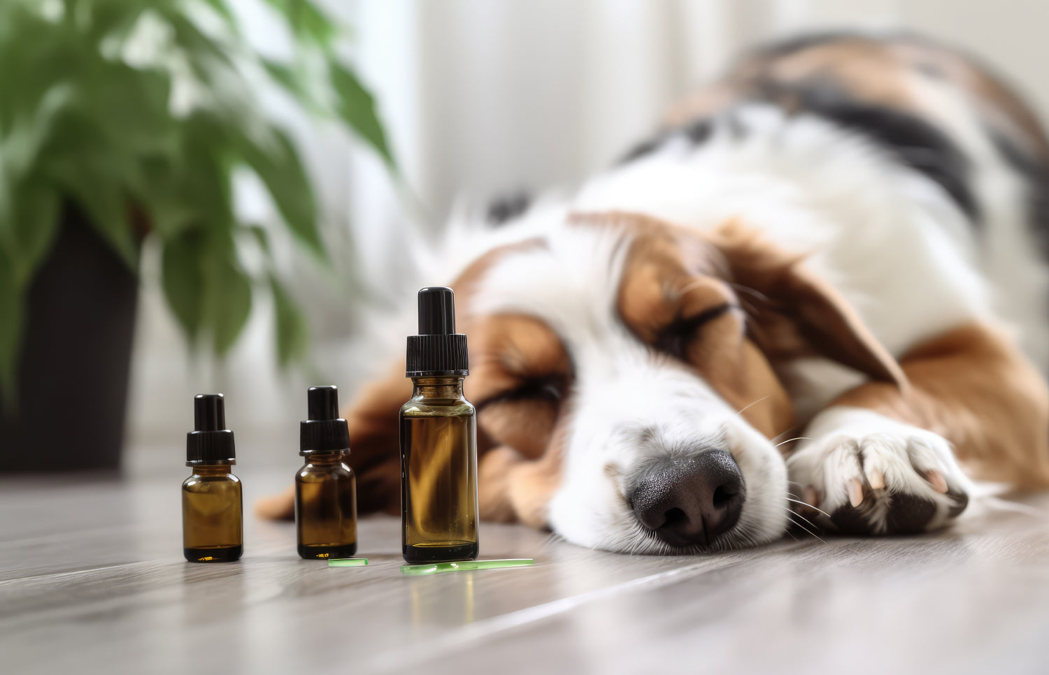 5 Benefits of CBD Oil for Dogs