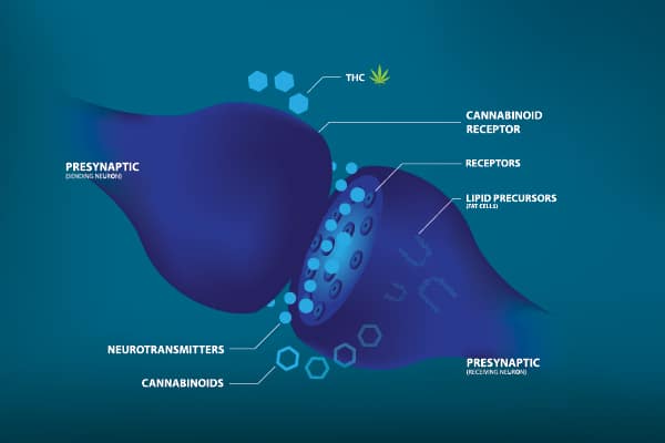 Endocannabinoid System