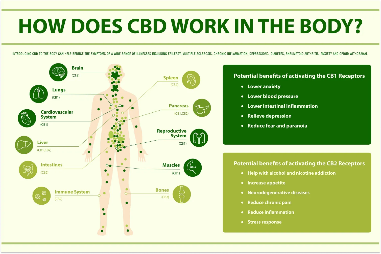 How Does CBD Work in the Body?